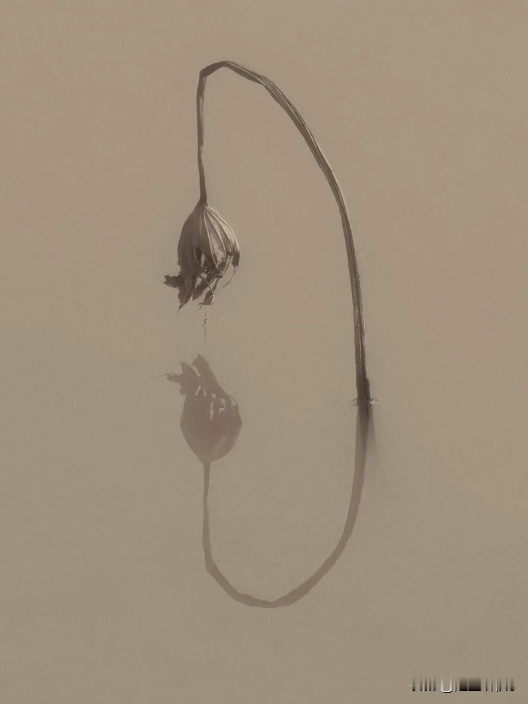 寒水残荷立晚阳，枯形瘦影韵幽长。
败荷仍守清魂在，枯叶犹存淡墨香。
思往昔，忆荣