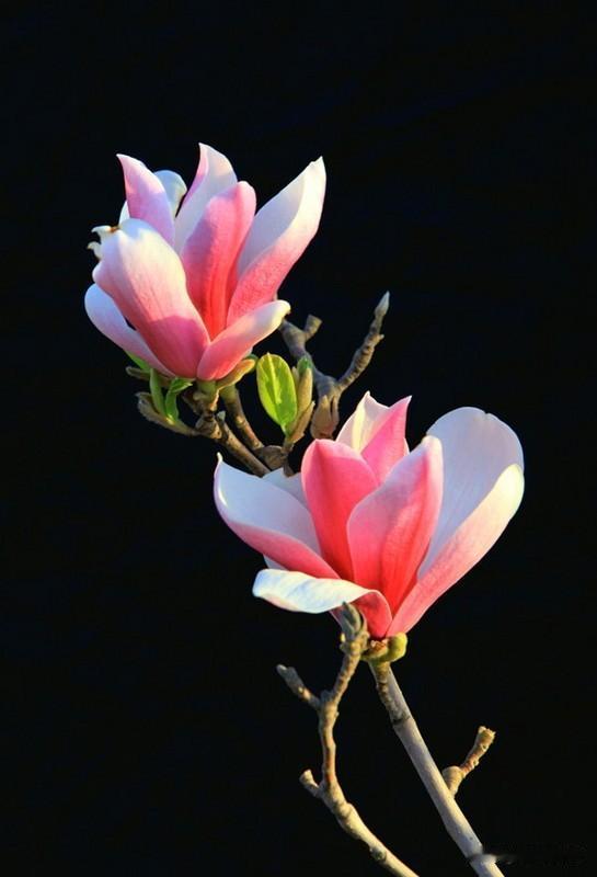 玉兰花真是大自然的馈赠。它不仅形态优美，文化价值也很显著，是中国传统园林“金玉满