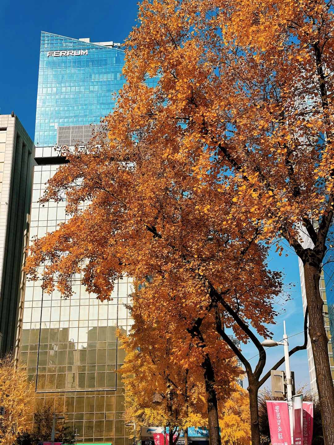 偶遇了首尔的秋天🍂