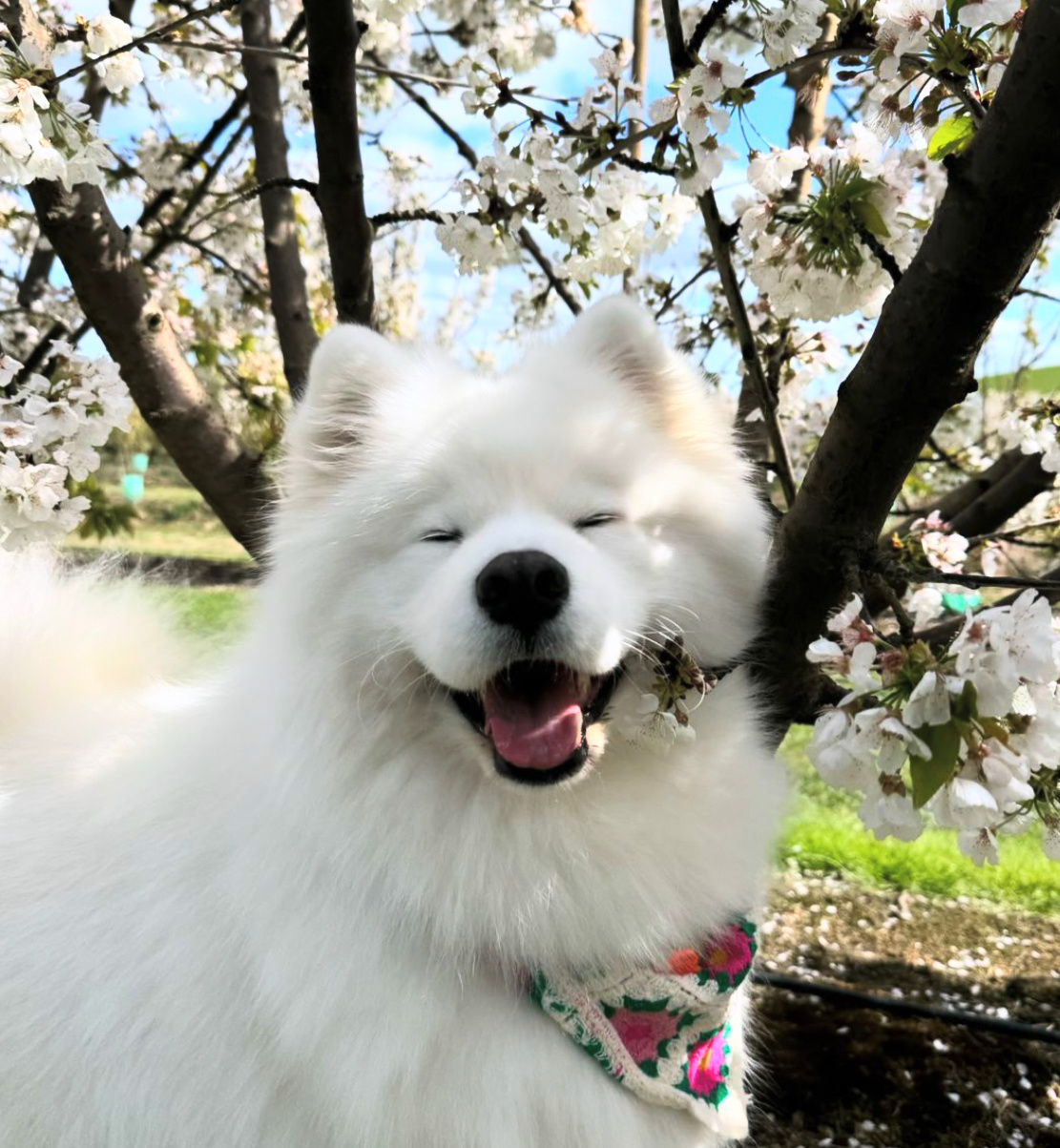 春天就是赏花的季节耶 