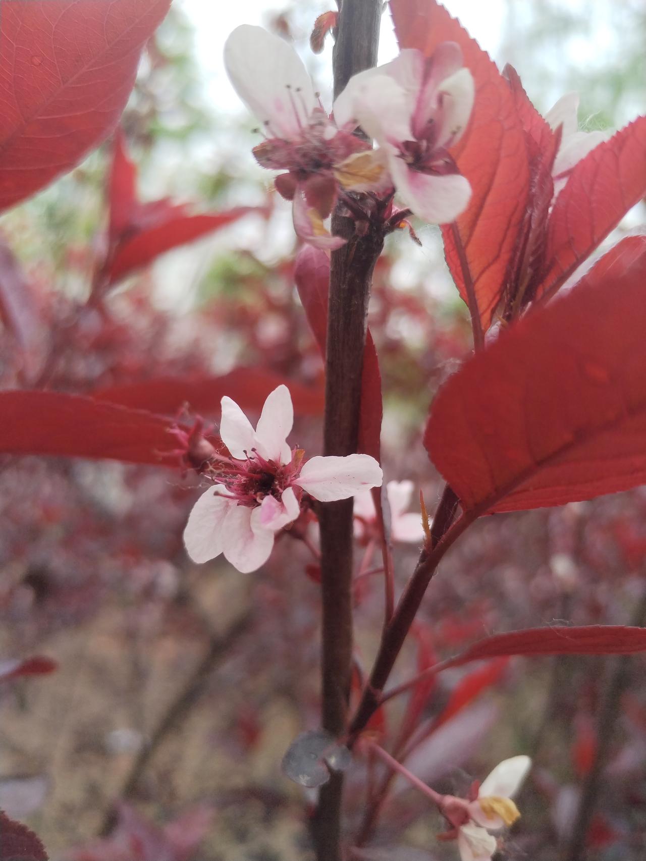 春日花语：粉嫩的樱花与深红的叶片相映成趣，绽放出别样的美丽。🌸💕
