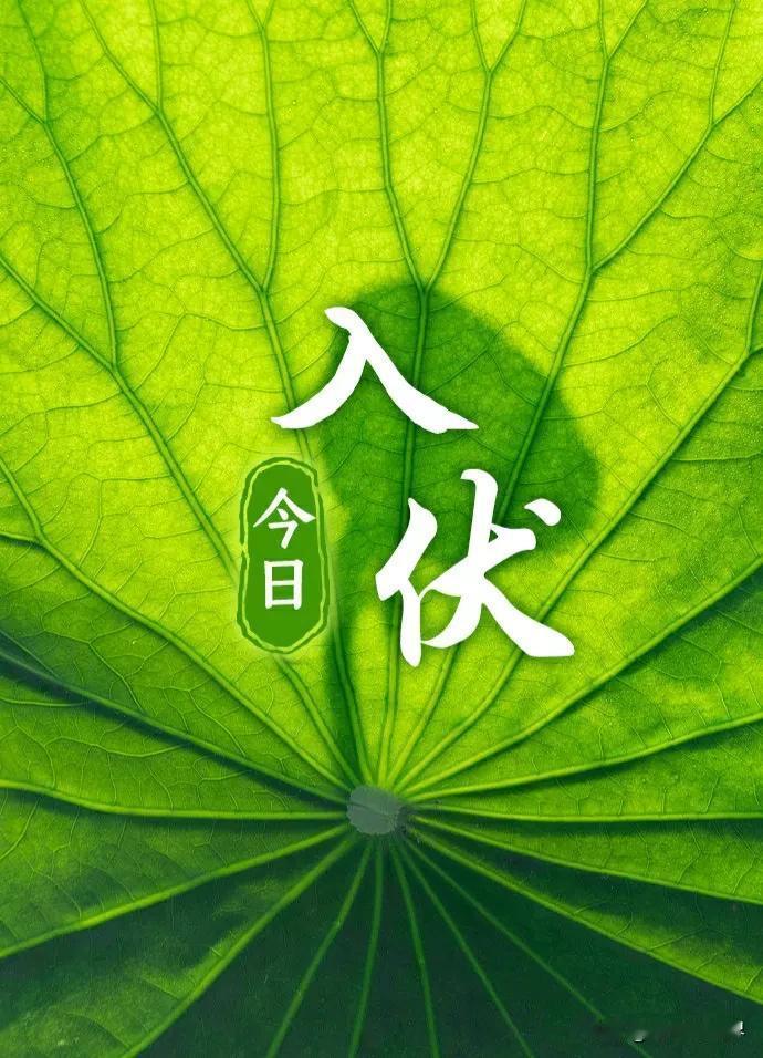 风里突然漫开晒透的柏油味和老槐树蒸腾的苦香时，小区门口的便利店先挂出了“今日入伏