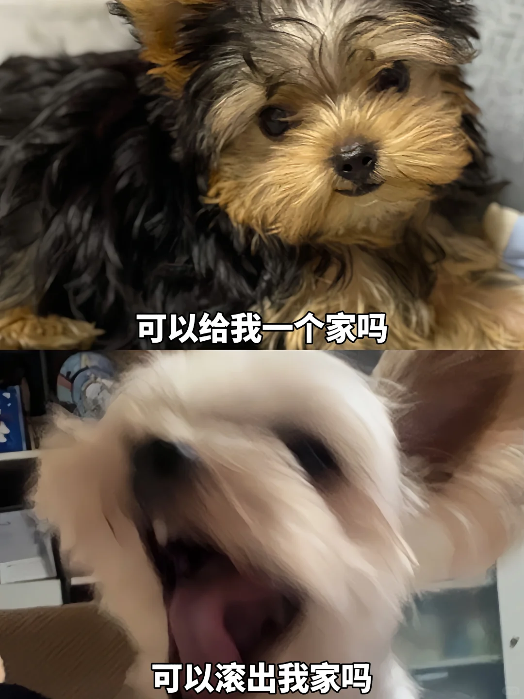 养约克夏之前一定要深思熟虑不然…😈