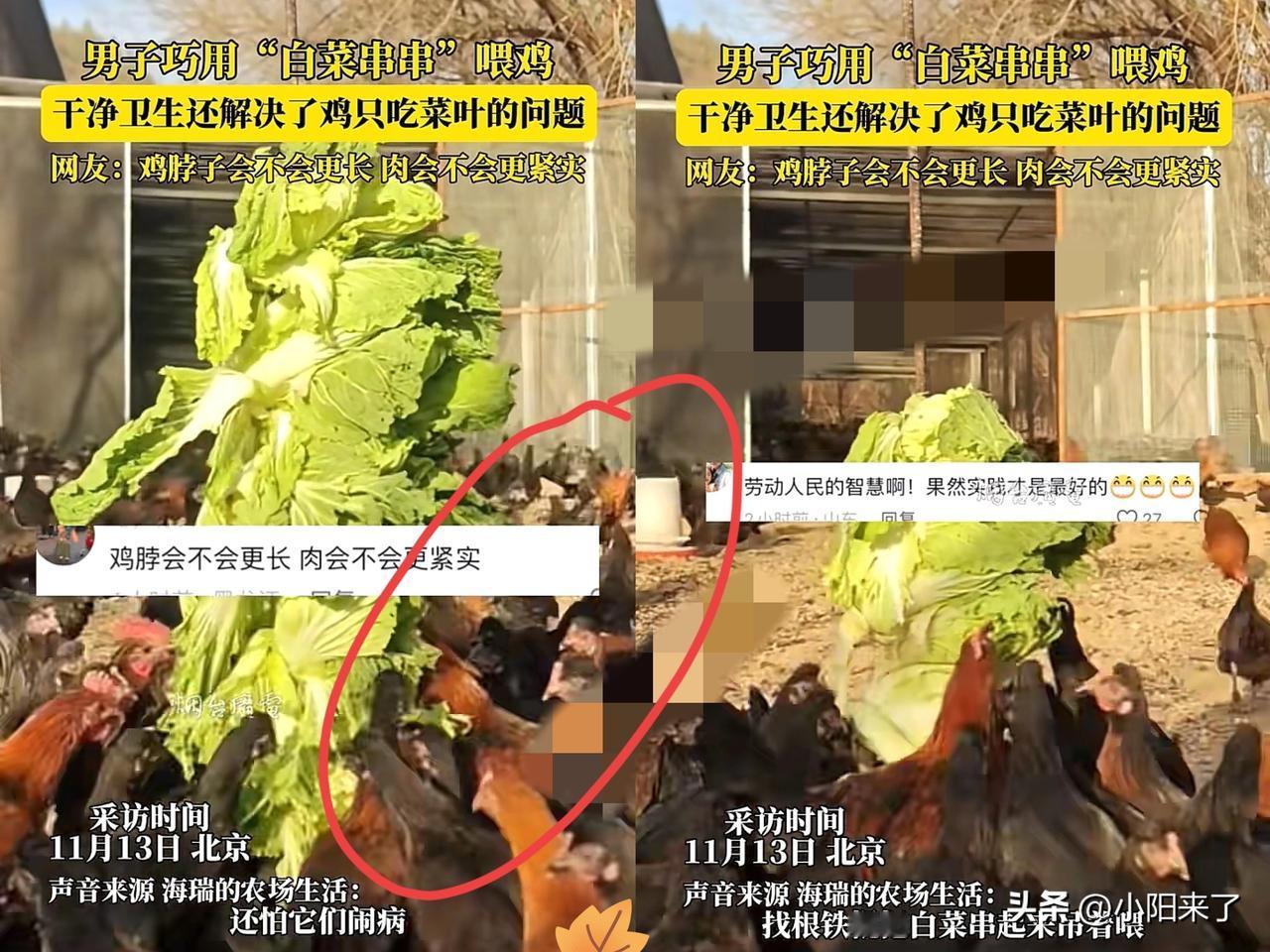 “太有才了！”北京，男子养1500多只鸡吃菜叶，不吃菜帮。突然，他用“白菜串串”