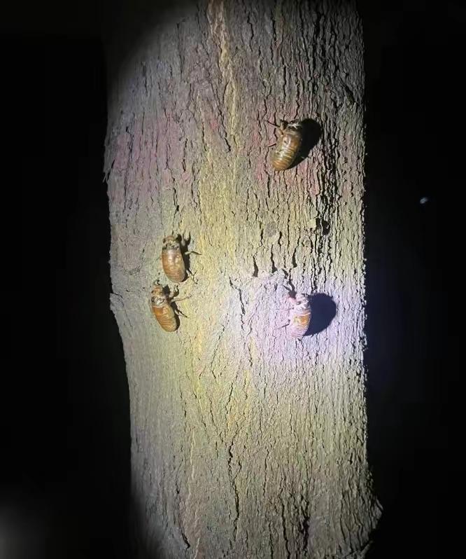 不同地方对金蝉的叫法差异还挺大。在沂蒙，人们叫它“结榴猴”，也有写作“节流猴”“