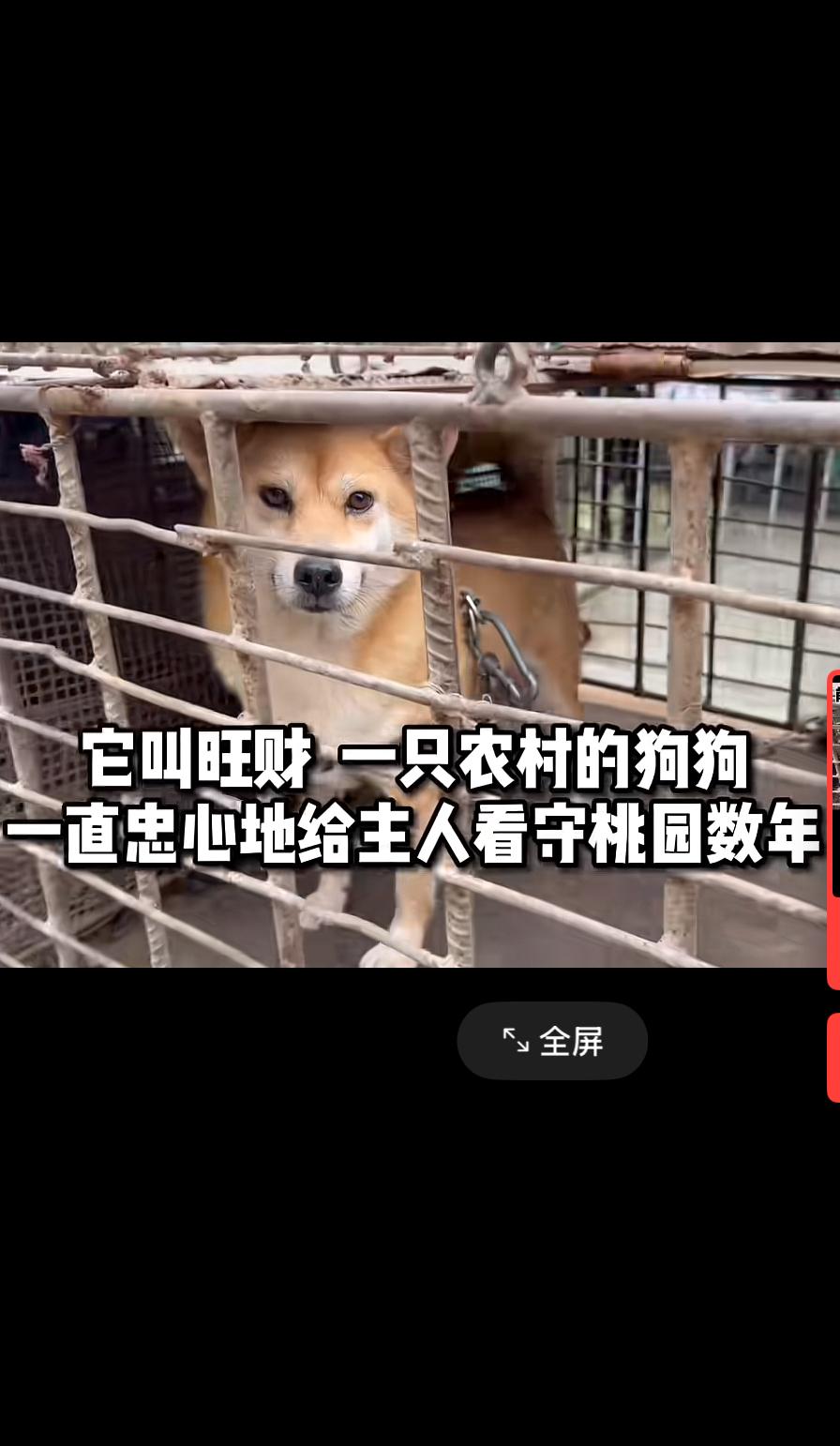 生病的狗狗被主人送上狗肉车，小狗含泪自白，字字凄凉 看哭众人

铁笼里挤着二十多