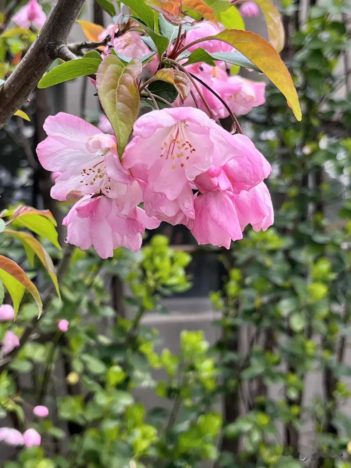 雨后：垂丝海棠
