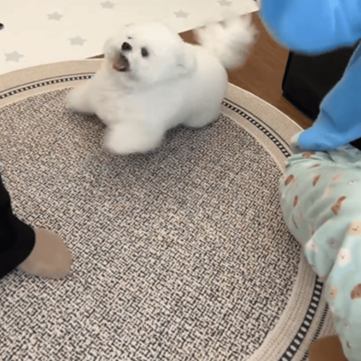 【10178】劝架的善良小告狗 
