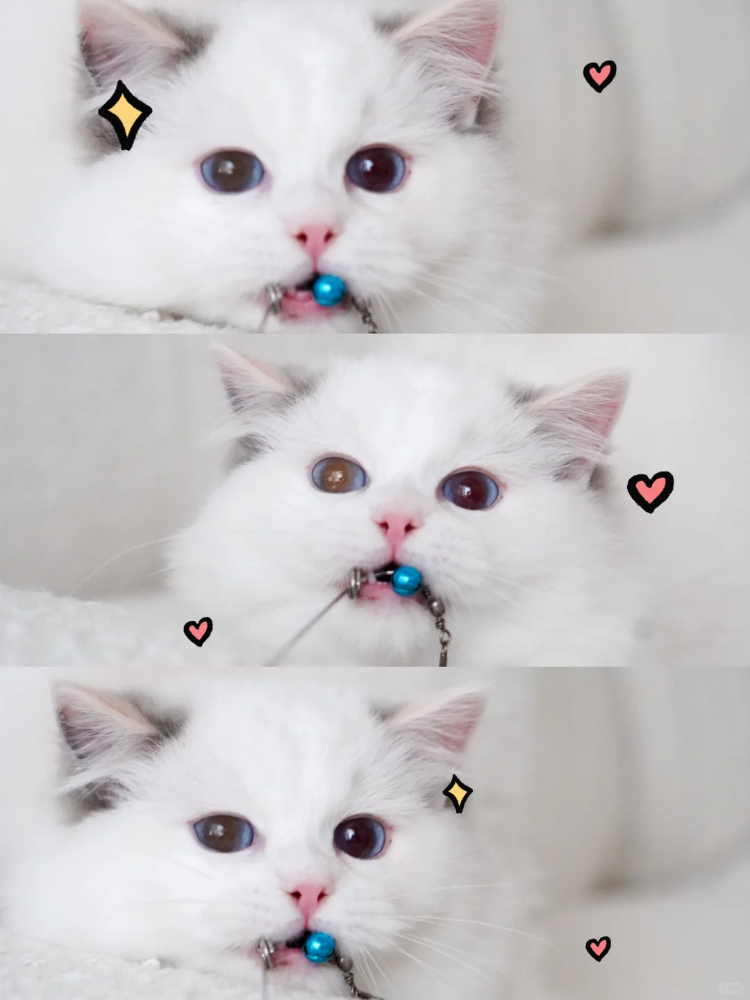 这哪是逗猫棒？