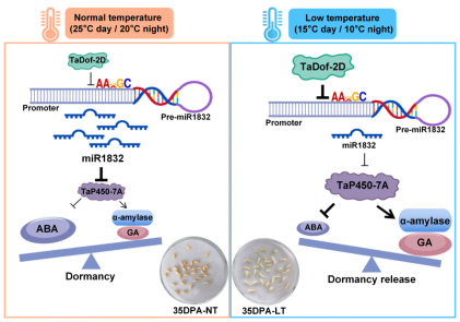 #安徽农大破译小麦温控开关分子密码#【#科学家育聪明小麦不赖床不早醒#】小麦种子