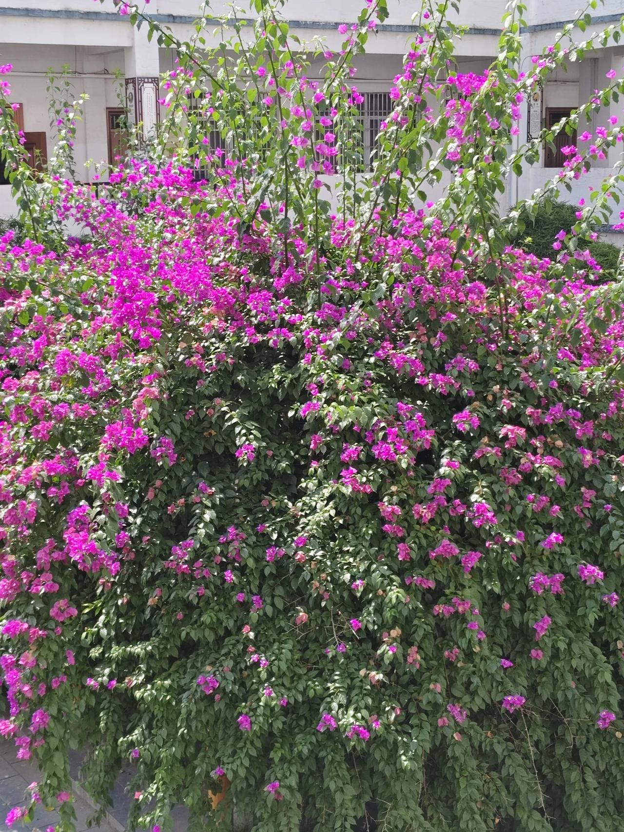 怒放的生命，在明丽的秋天。看那一树的鲜紫三角梅，如瀑布般倾泻而下，在阳光中摇曳起