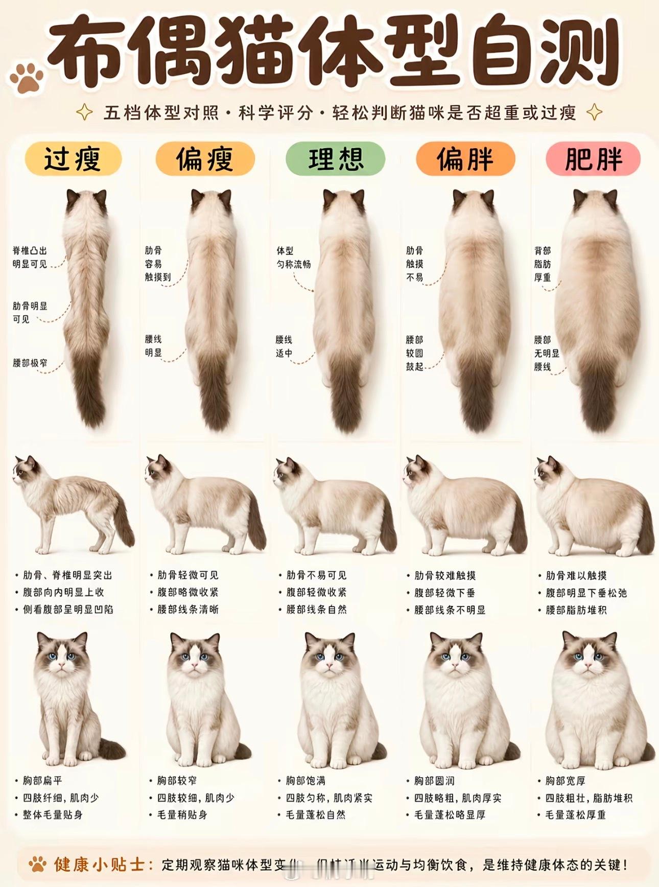 布偶猫体型自测表 