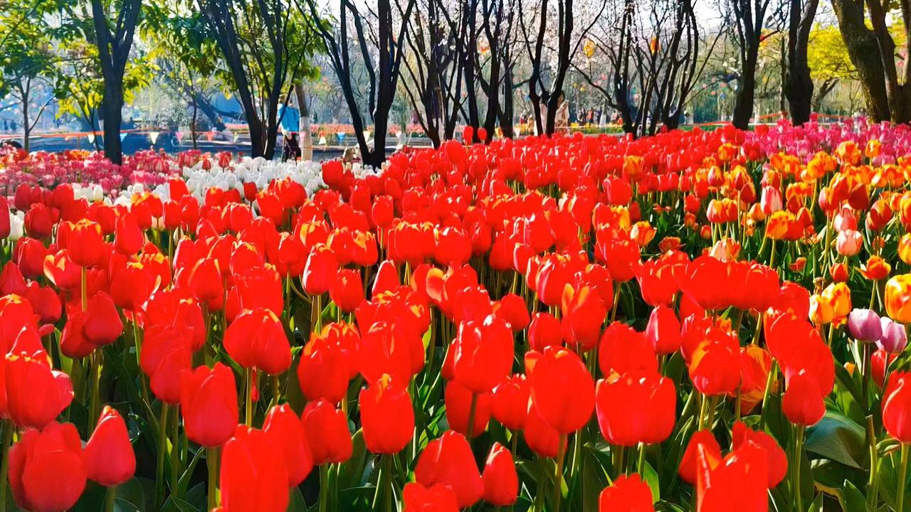 🌷腊月廿九走在翠湖边，竟忘了时节。没有寒风萧瑟，只有大片郁金香绽放——红、黄、