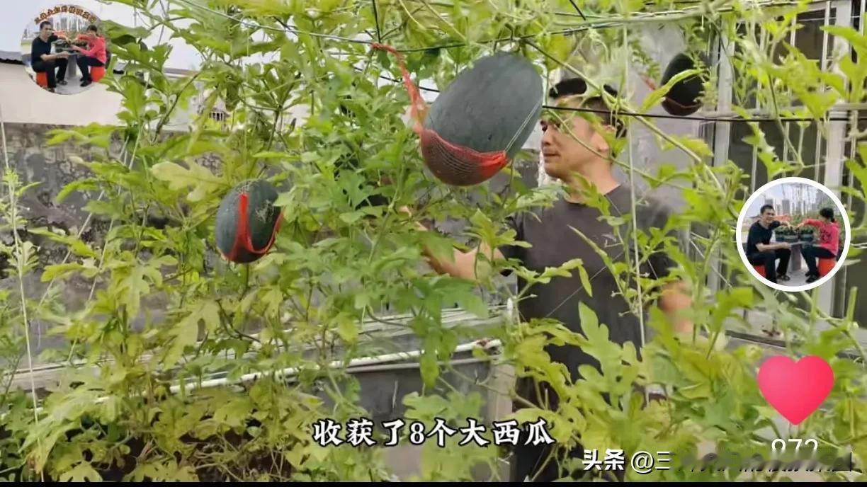 #阳台种瓜的乐趣#我们天台每年春夏季主要是种瓜，西瓜、黄瓜、丝瓜、毛节瓜等，每天