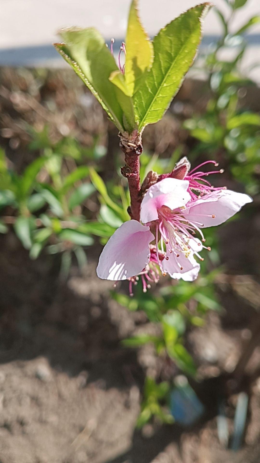 桃花