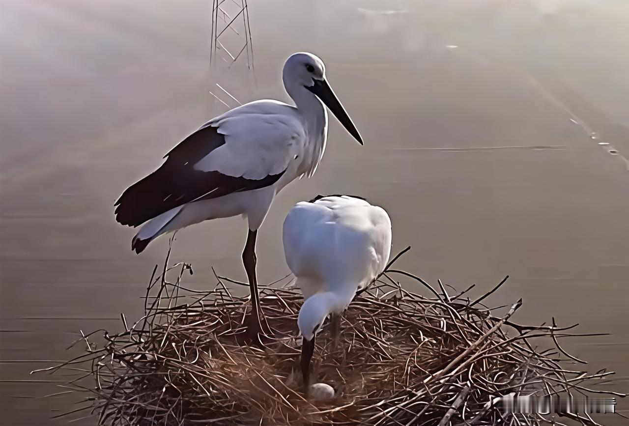 🐣扬州2026首蛋驾到！东方白鹳网红夫妇官宣添丁✨扬州高邮的“国宝CP”也太会