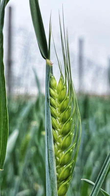 最近“农户提前收割未成熟小麦作青贮饲料，一亩赚一两千”的说法在网上疯传，还配着农