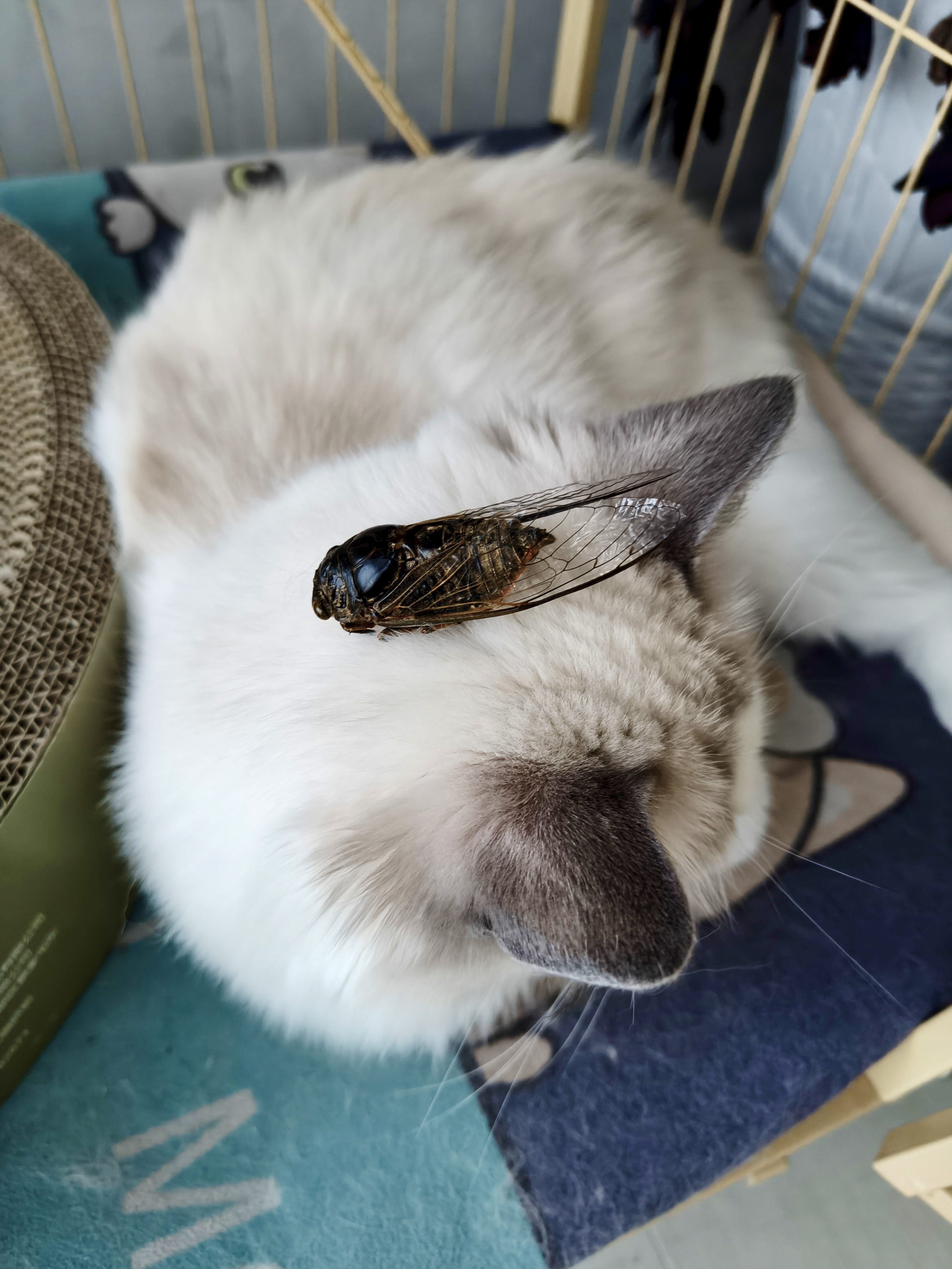 她不玩 你们谁要玩 