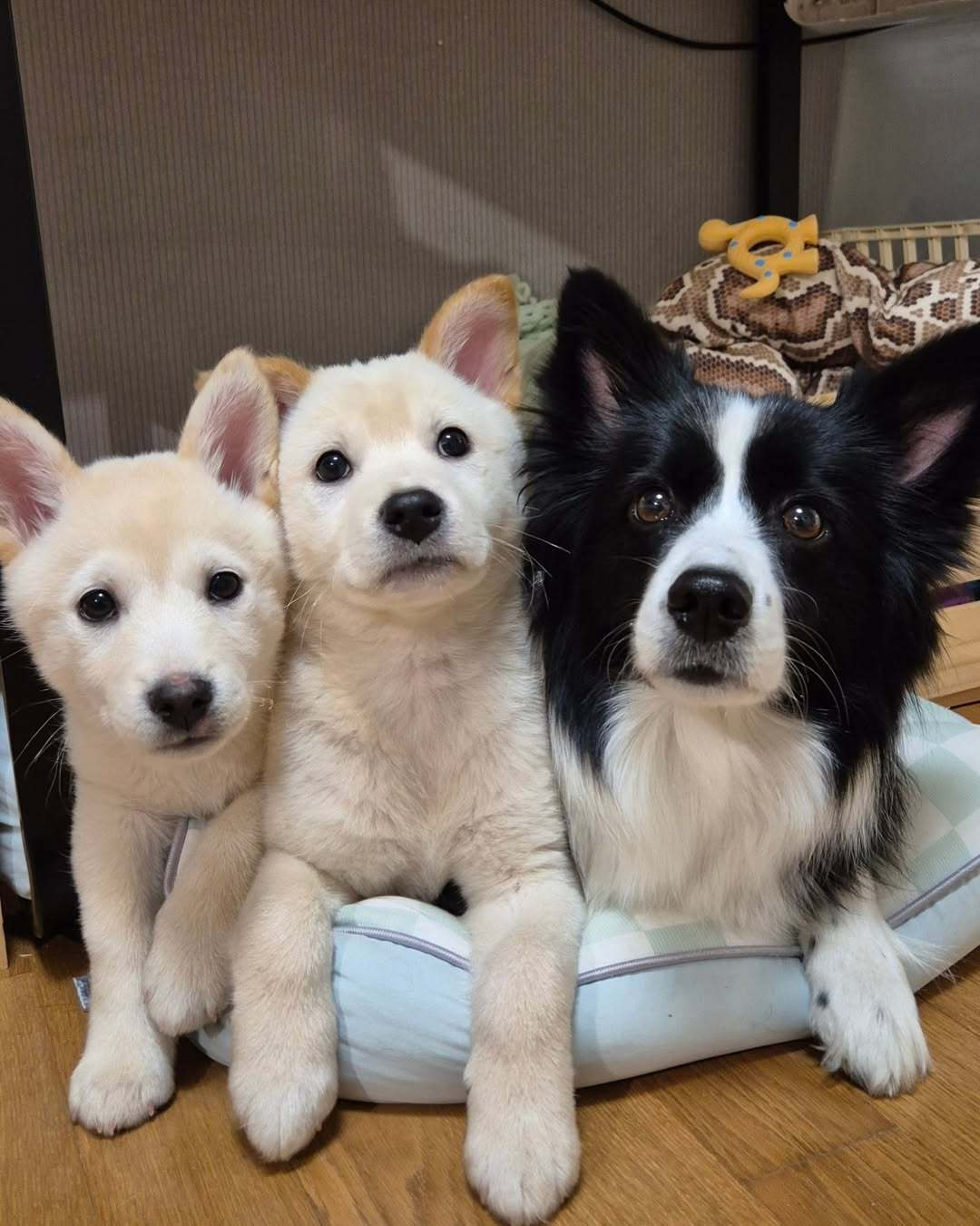 阿姨好，是耶耶邀请我们来吃晚饭的 