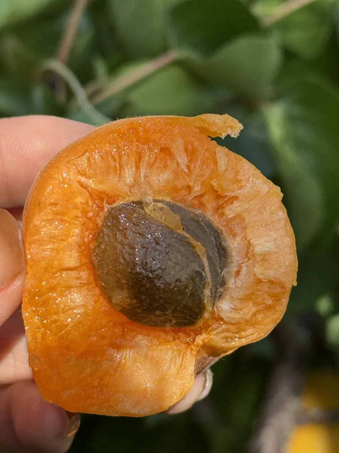 树上自然熟的高山蜜杏，一掰就开，软糯香甜。