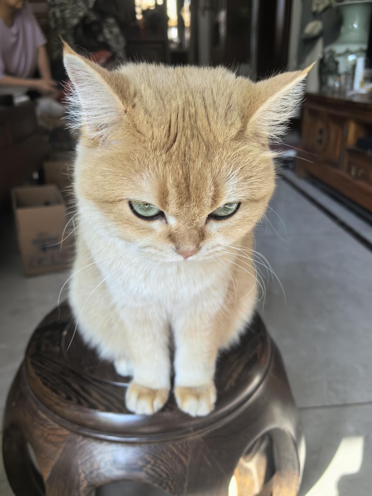 刷到一张猫咪的照片，画面里的小家伙端端正正蹲坐在椅子上，小脸绷得紧紧的，活像刚开