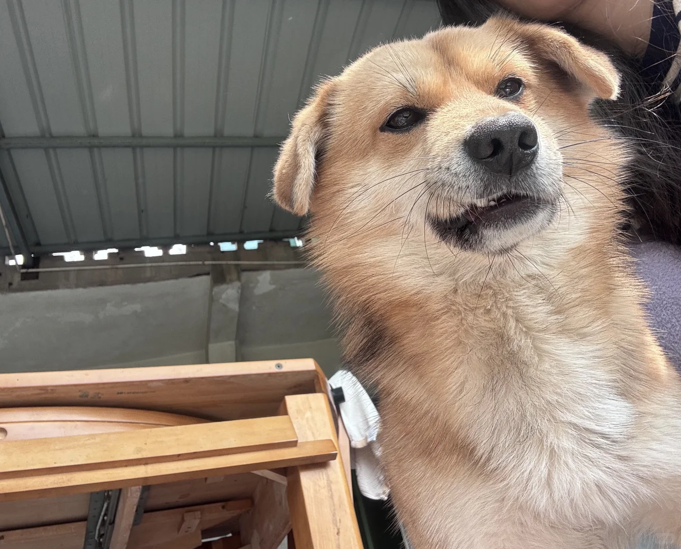今天是酷酷的小狗