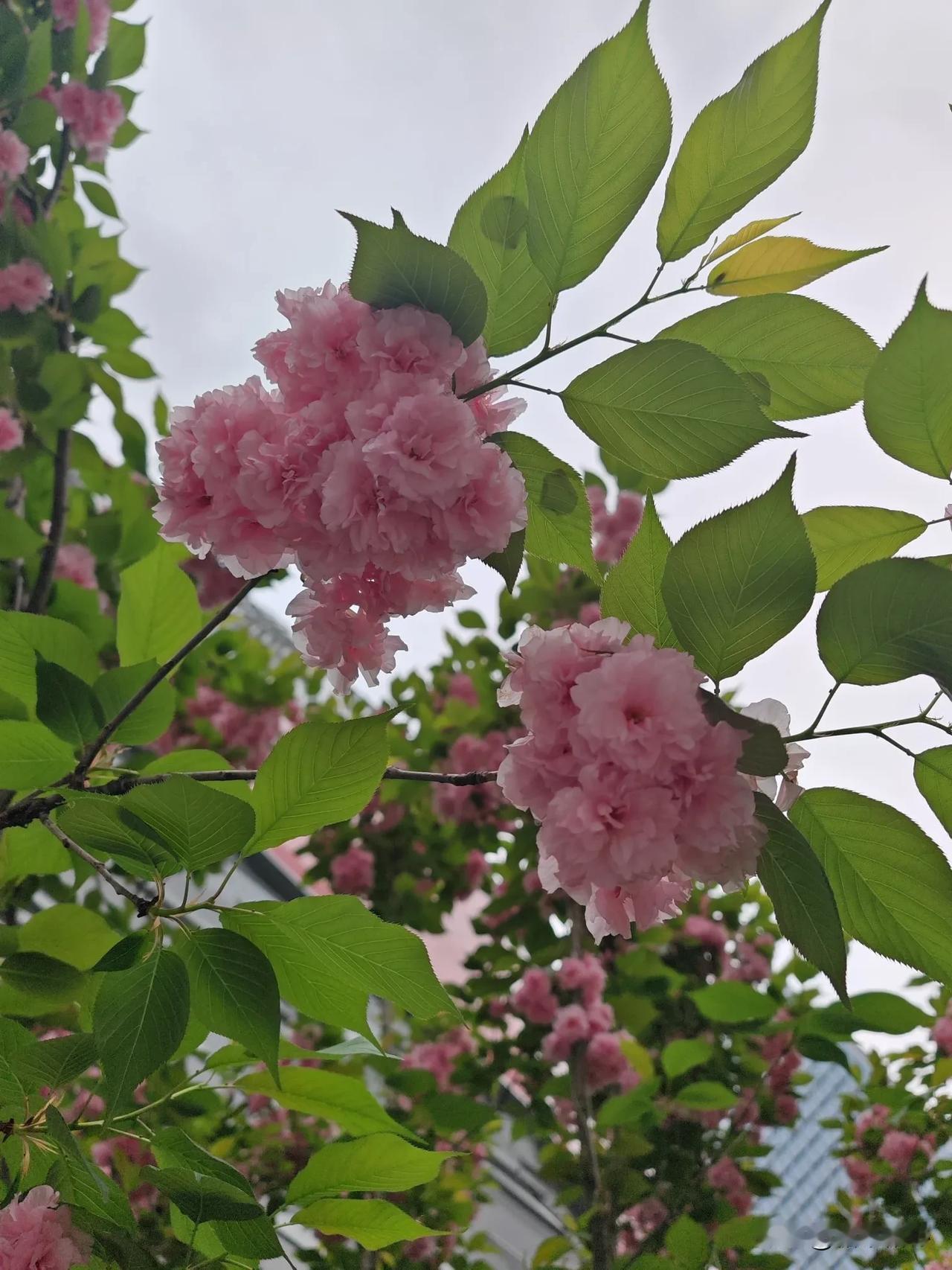 成都天府新区的某个小公园，打卡樱花盛开的季节。