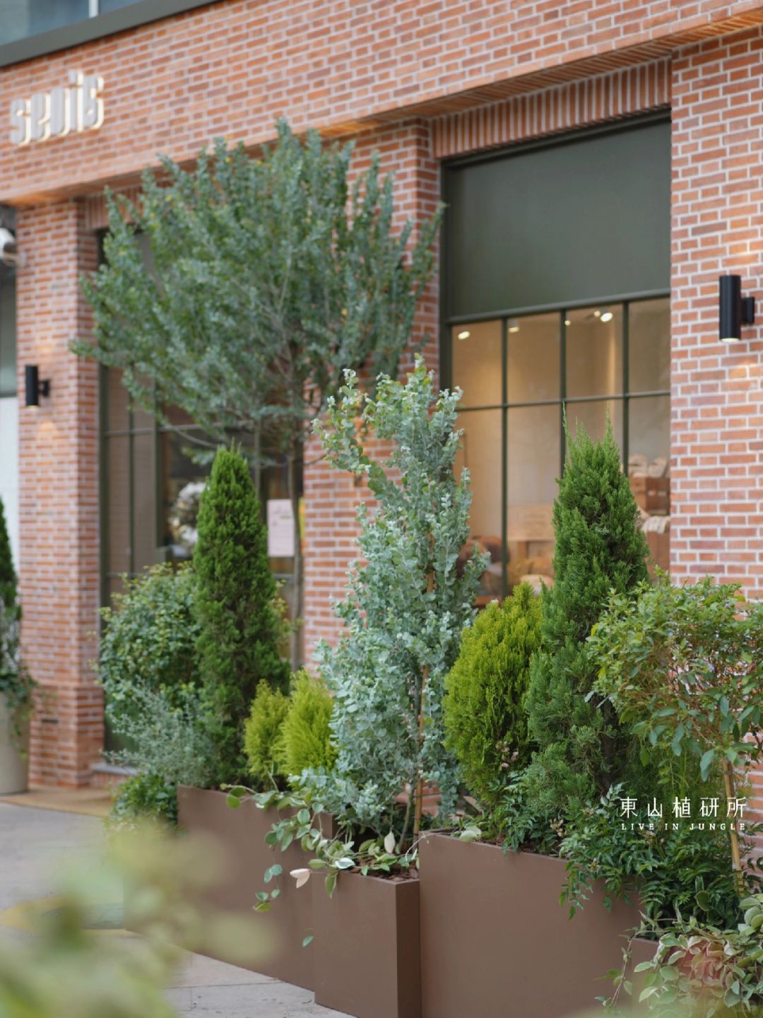 花箱设计| 甜品店适合可可爱爱的植物🥐🌲