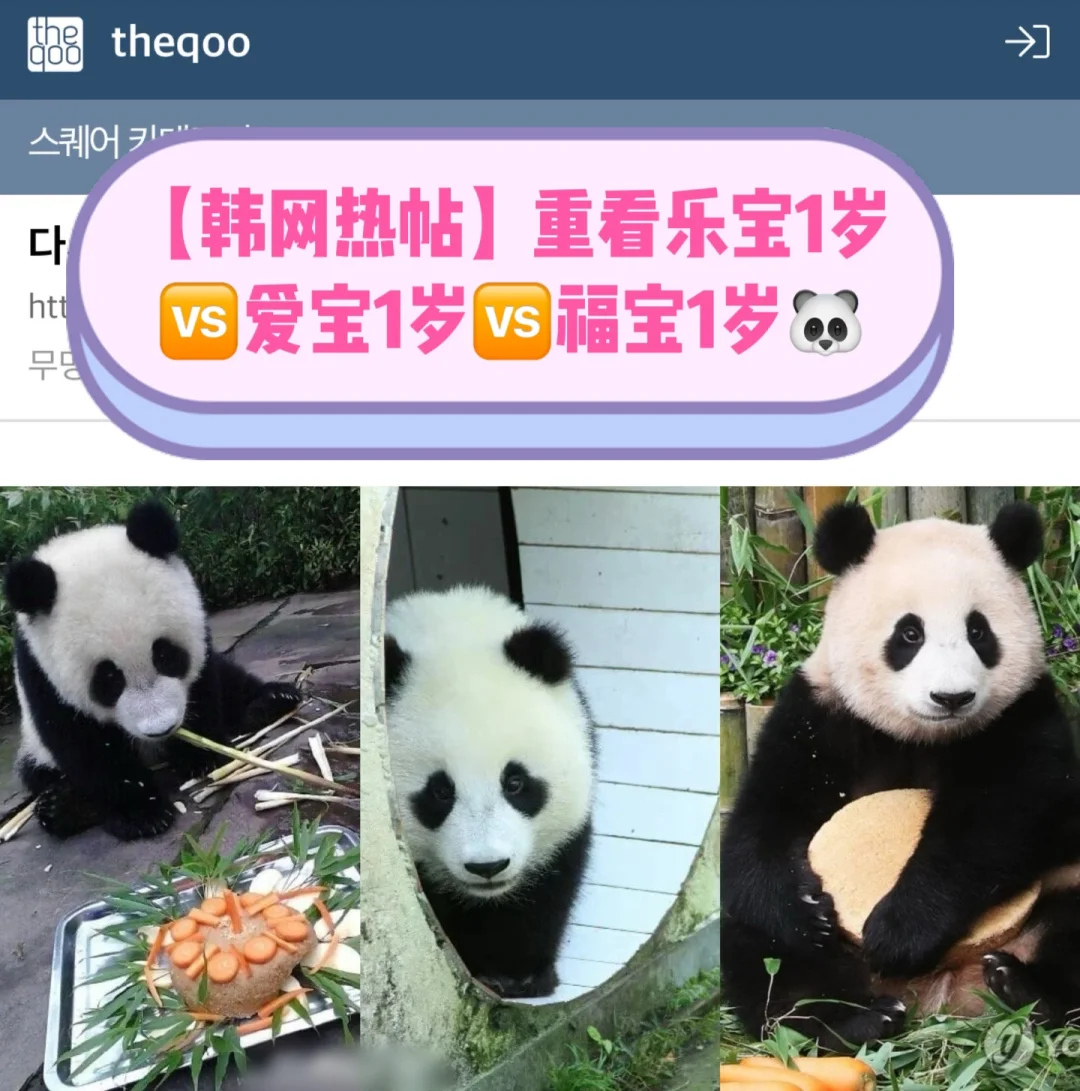🔥热帖｜重看乐宝1岁🆚爱宝1岁🆚福宝1岁🐼