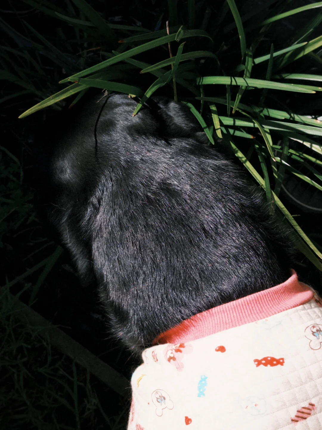 怎么有小狗的脖子像根圆柱子呢