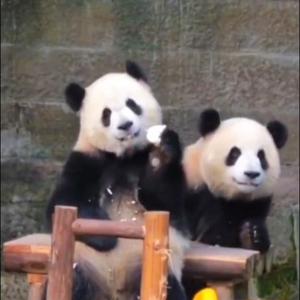 果果爱分享