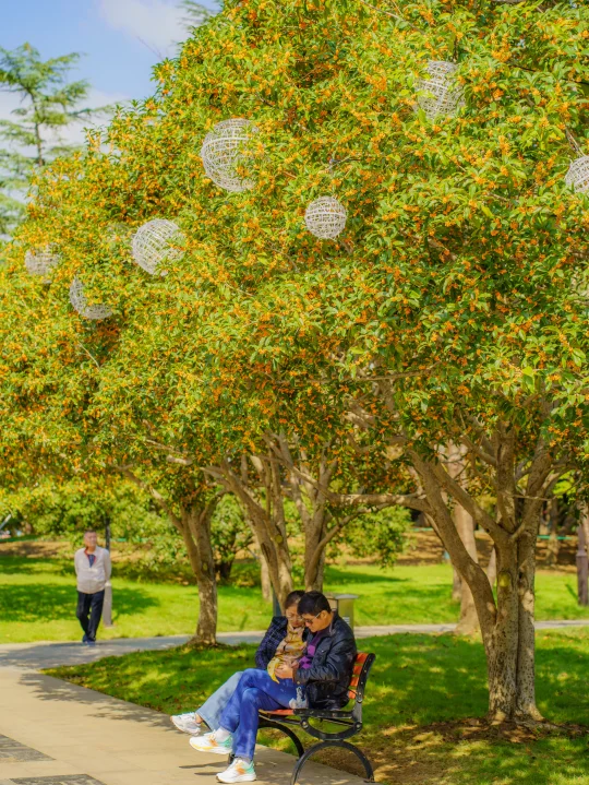 苏州人秋天的桂花香怎么能少了桂花公园‼️