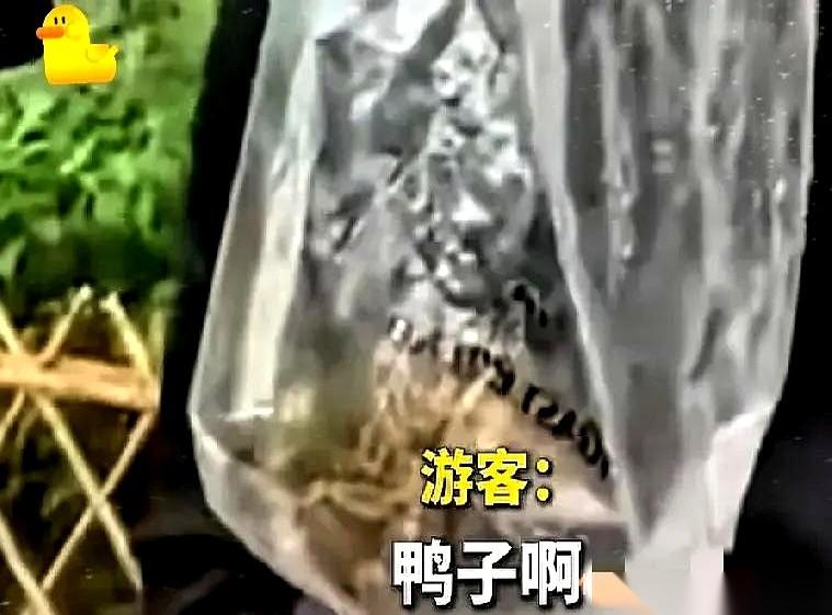 杭州太子湾公园，5月4号，人挤人。
一个游客，趁着人多眼杂，一把抓起一只毛茸茸的
