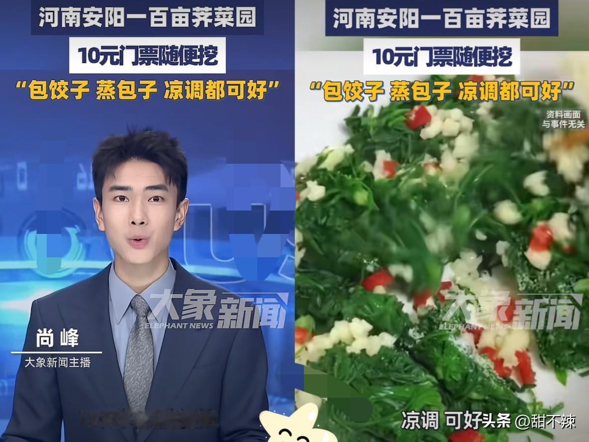 “这是真有头脑！”河南安阳，男子种了一百多亩的荠菜，天公不作美导致荠菜长势差，雇