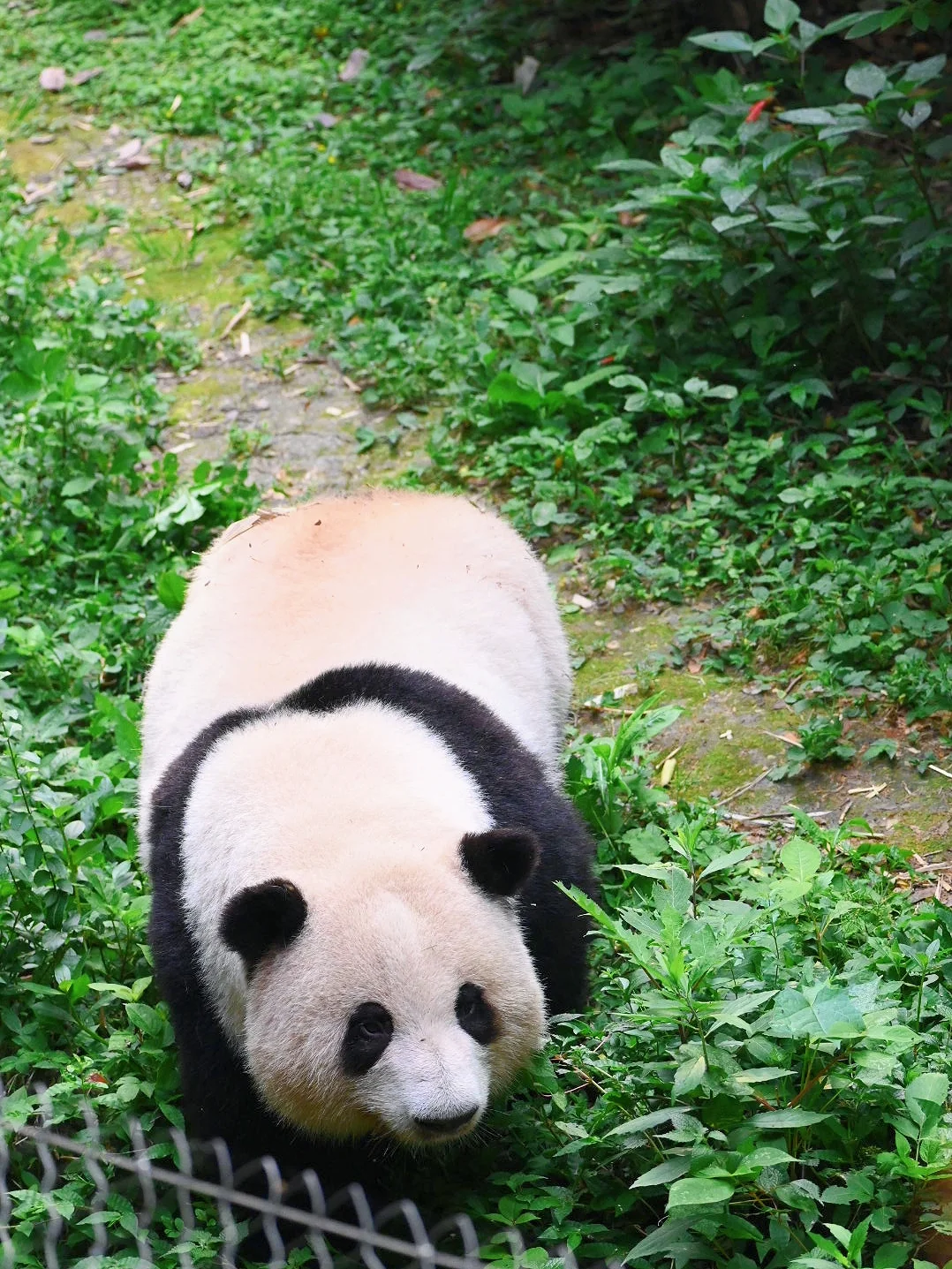 手再长点，就摸到了