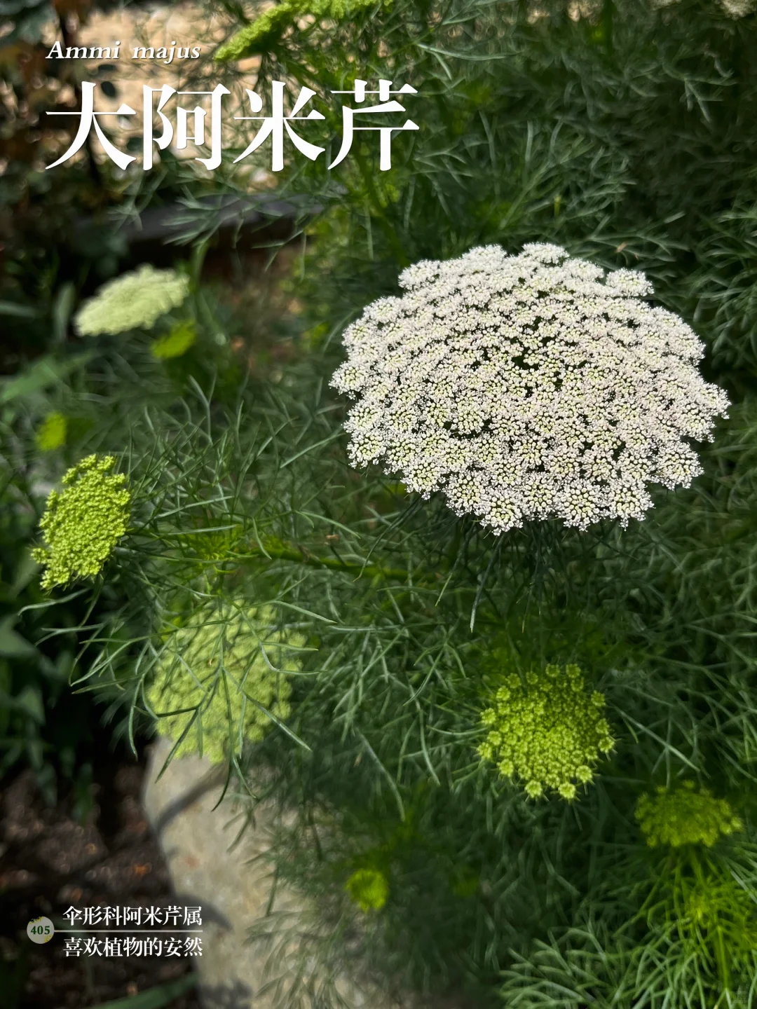 福州植物打标405｜蕾丝般的大阿米芹