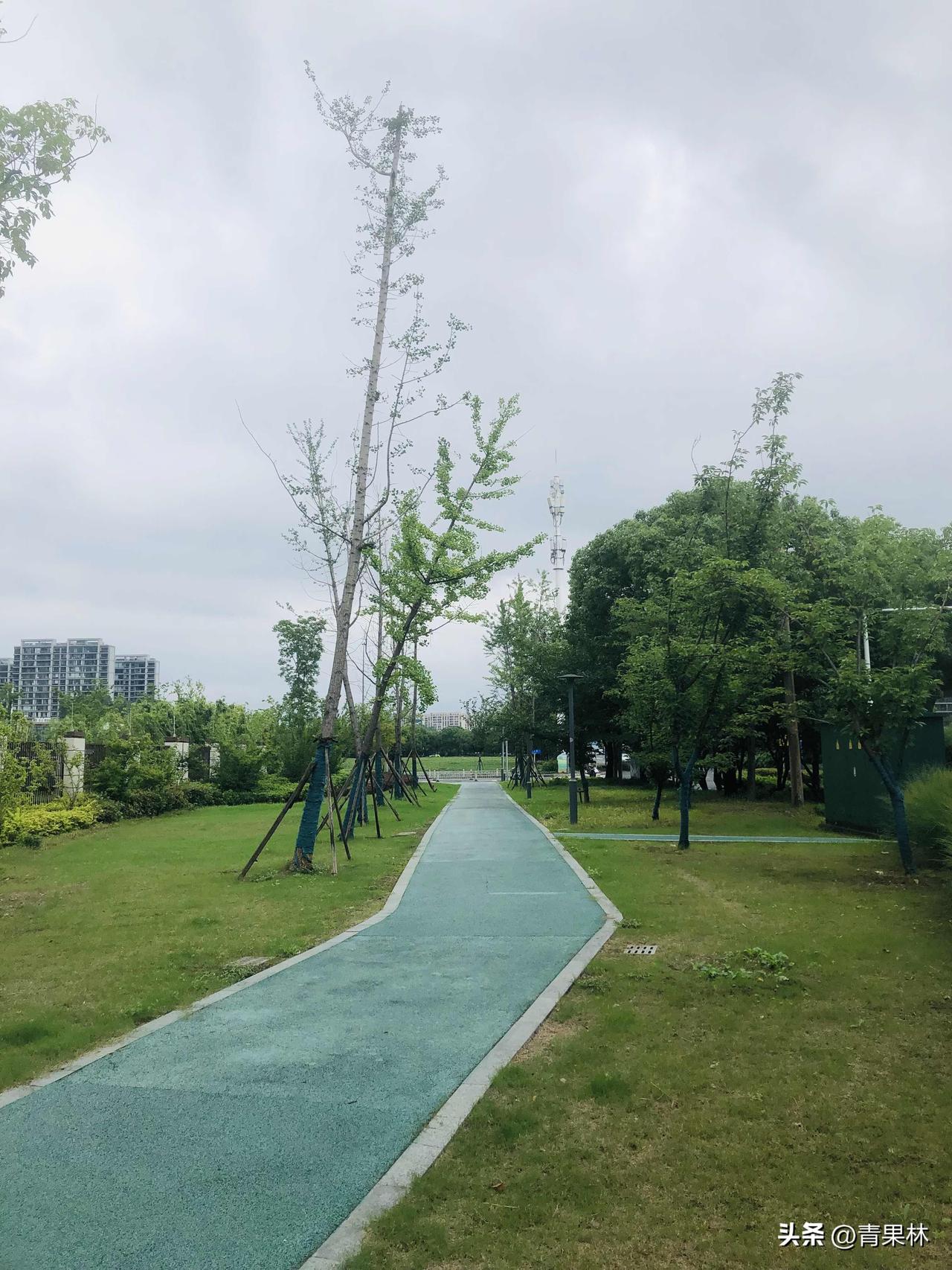 你会选择在早晨还是晚上散步我更偏爱早晨跑步，空气清新，路上跑步的人也多，傍晚出门