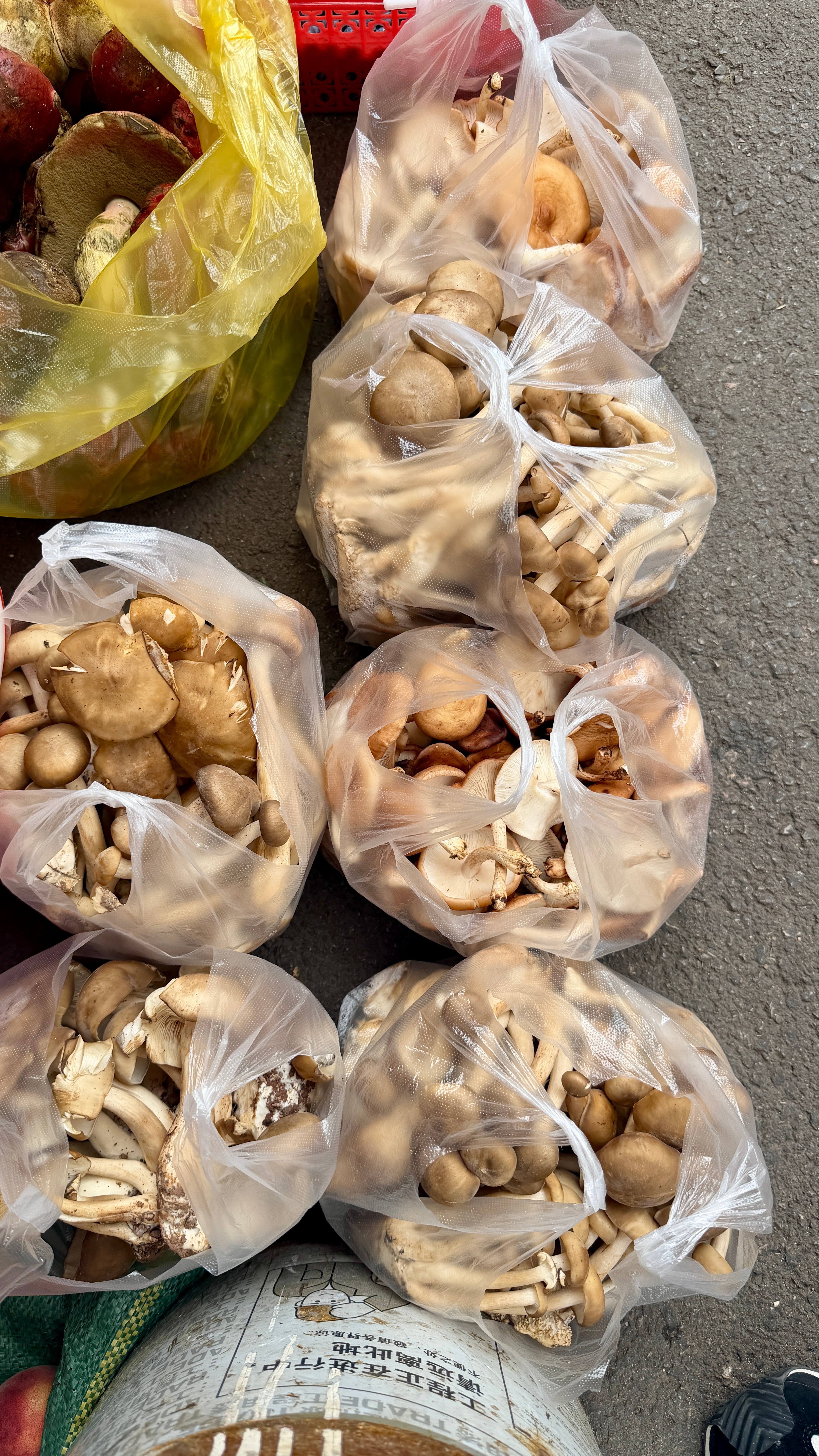 暑假可以带上你的家人来丽江避暑，吃野生菌🍄了，每天基本20度的气候，你说安逸不
