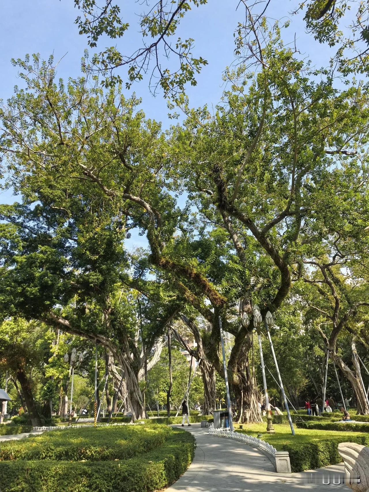 展示你拍摄的树木照片有时候，走着走着，目光就被头顶的树吸引。看阳光透过枝叶洒下，