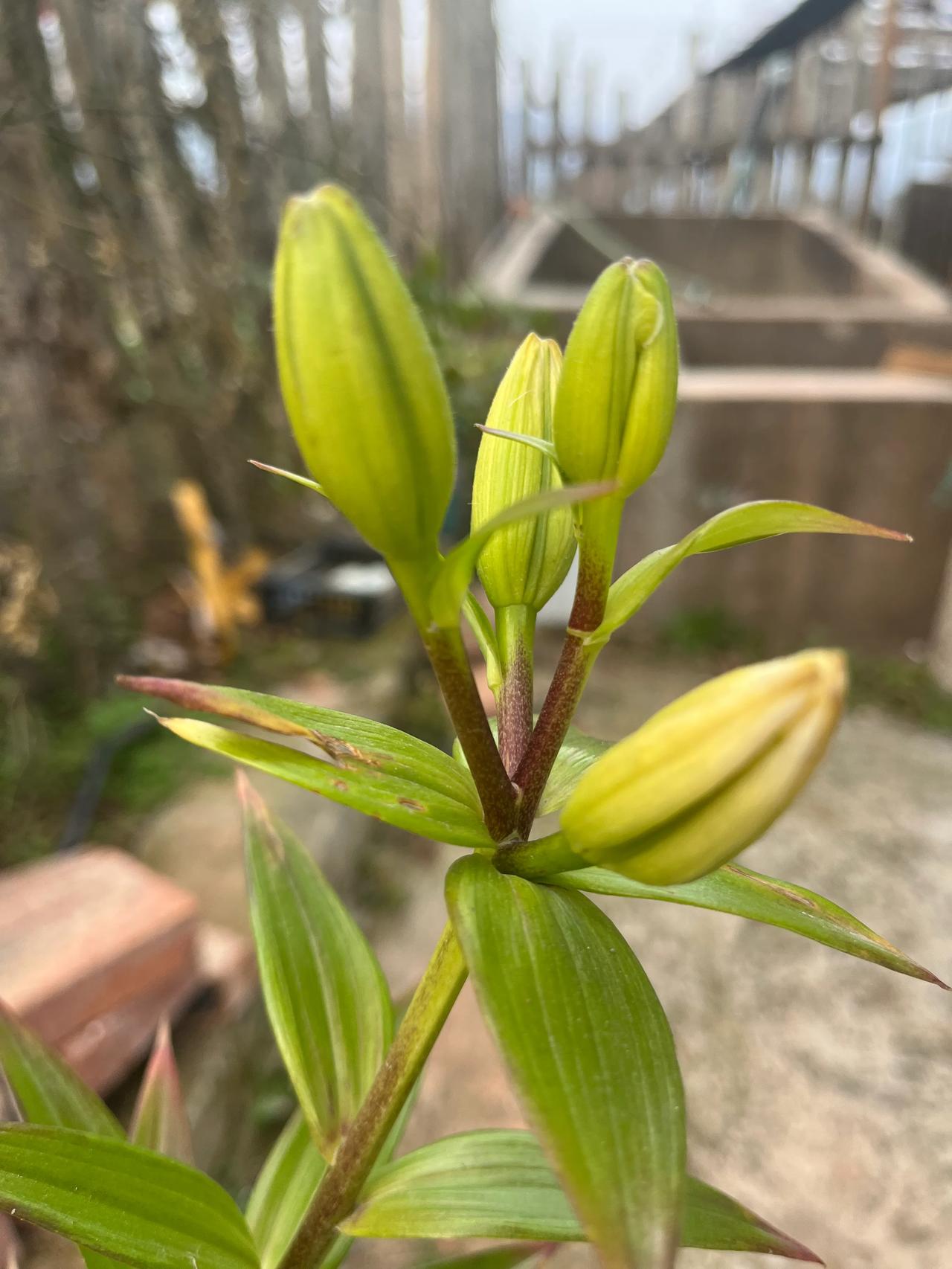 腊月湿寒不见阳，
冷风呼啸绕南墙。

百合未怯悄然立，
孕蕾含香待绽放 。