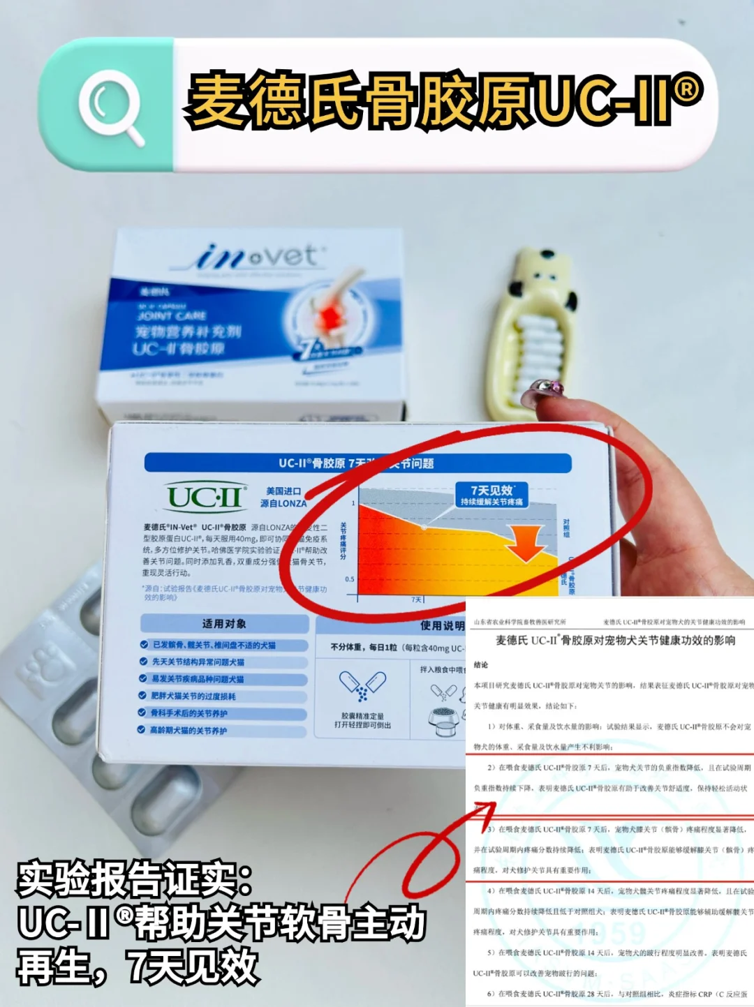 博美髌骨养护分享！亲测7天见效