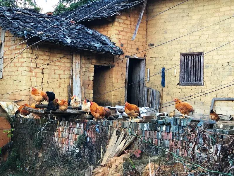 你们那里说腋窝的方言怎么说?嘎鸡窝