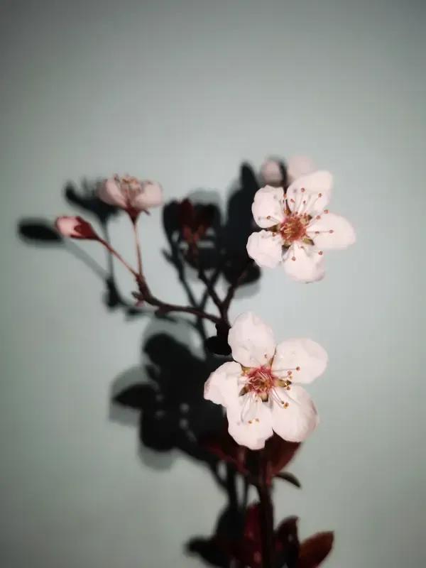 出上：夏去秋来风渐爽，
一一平台点评上联：
时序流转间凉意悄然漫开，
对下：春花