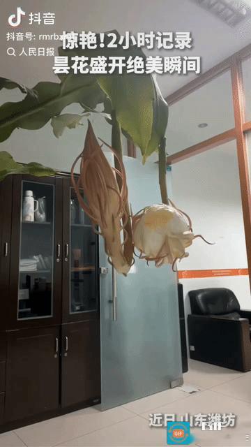 太珍贵鹅瞬间！山东潍坊，一女子耗时两小时延时拍摄，完整记录下自家昙花深夜绽放的珍