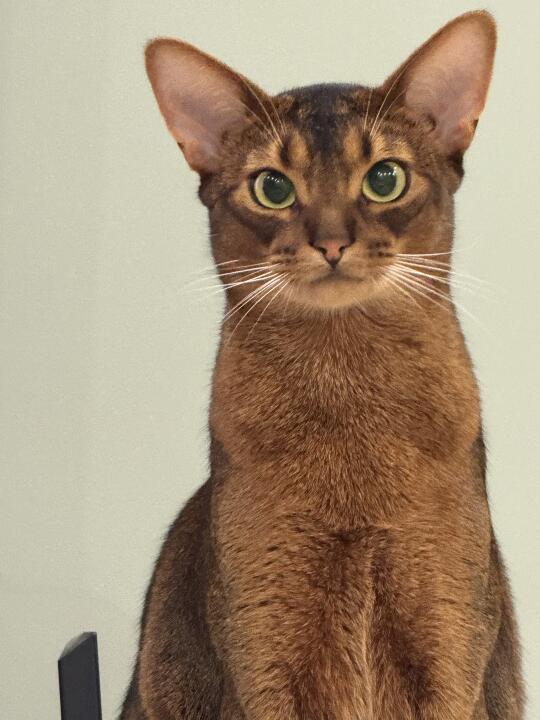 养猫混粮选主食冻干？你真的会选么