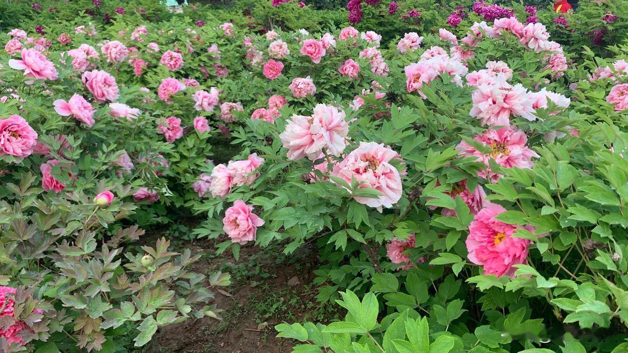 #随手拍下五颜六色的花朵#