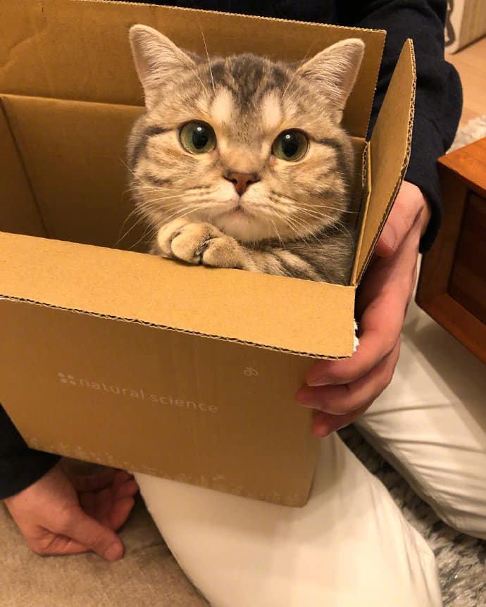 你的猫到了，请签收！