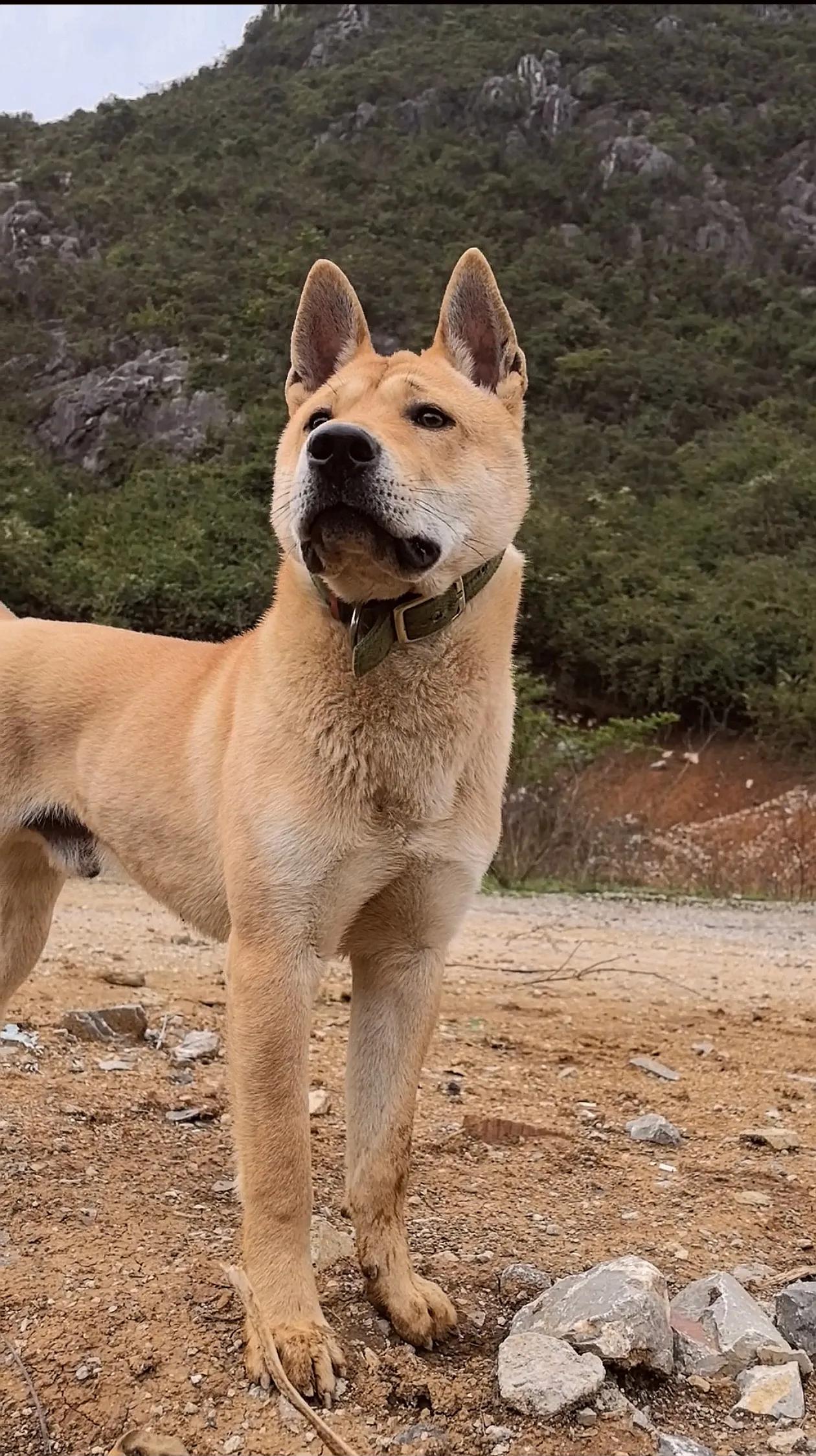 #晒出你家狗霸气的一面# 田园犬祖先是东亚灰狼，脸部还留着狼的影子，虽然不萌也不