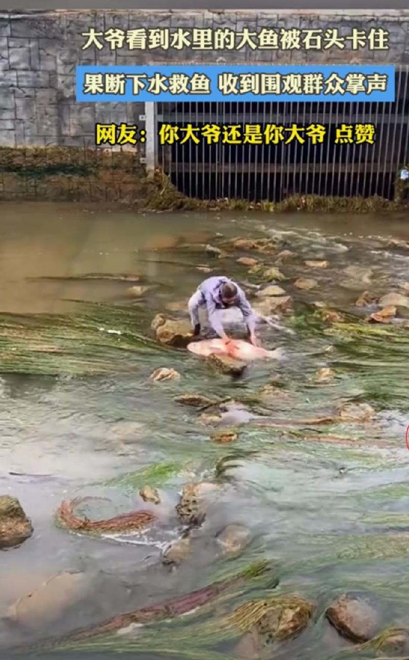 云南，一河坝中间两条大鱼在河中被石头卡住了，河坝上一位大爷看到后，竟直接翻越围栏