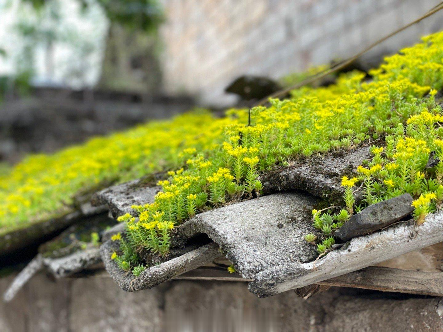 #一些现代人开始断亲了# 今天去了爸爸的老家给我叔上坟，清明时堂弟他们来过了，这